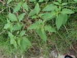野外绿色植物景象