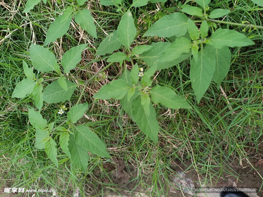 野外绿色植物景象