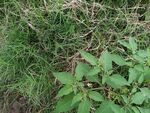 野外丛生的绿色植物