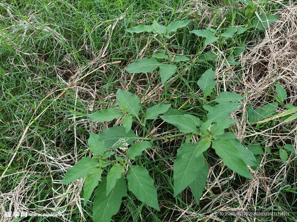 野外绿色植物特写