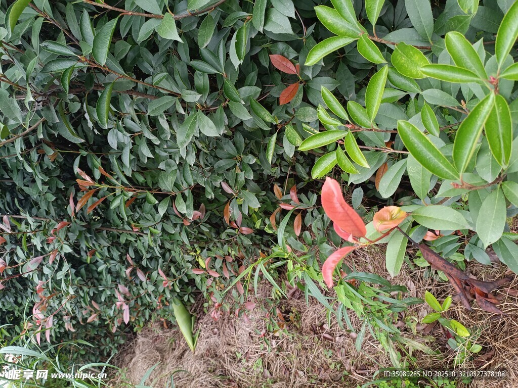 绿叶间的鲜艳红色植物
