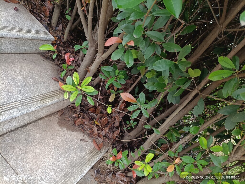 石阶旁繁茂的绿植景象