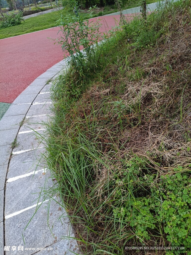 路边绿植景观