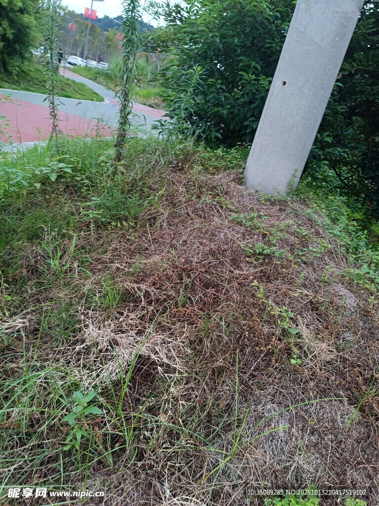 路边草地景象