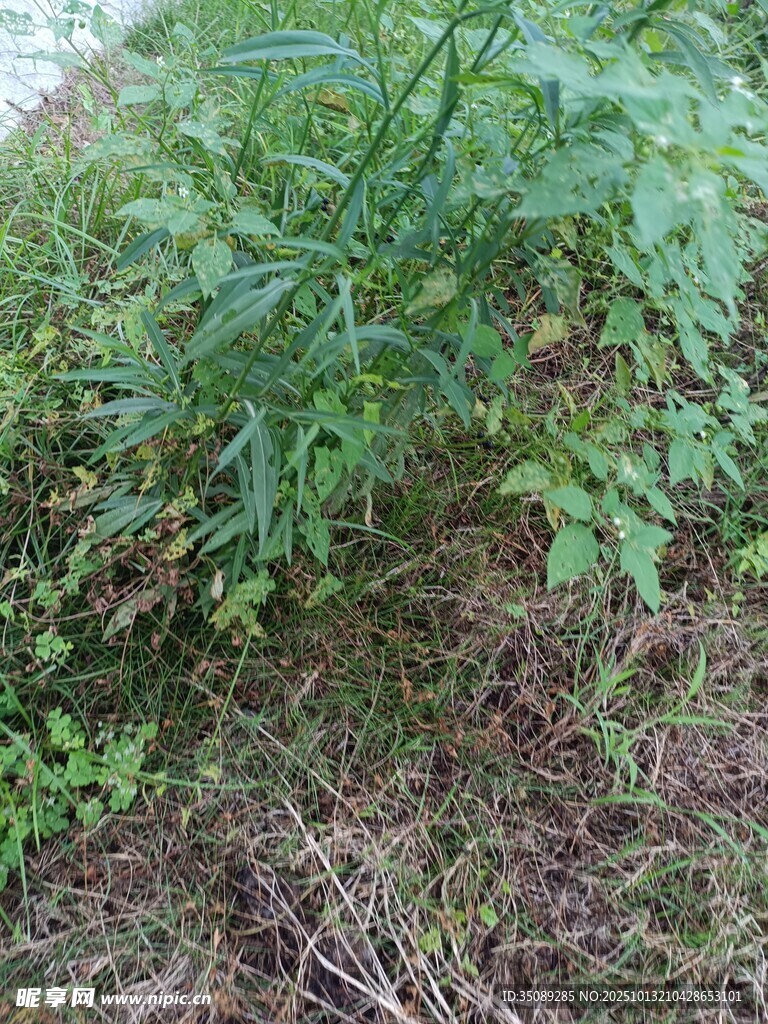 野外绿色植物景象