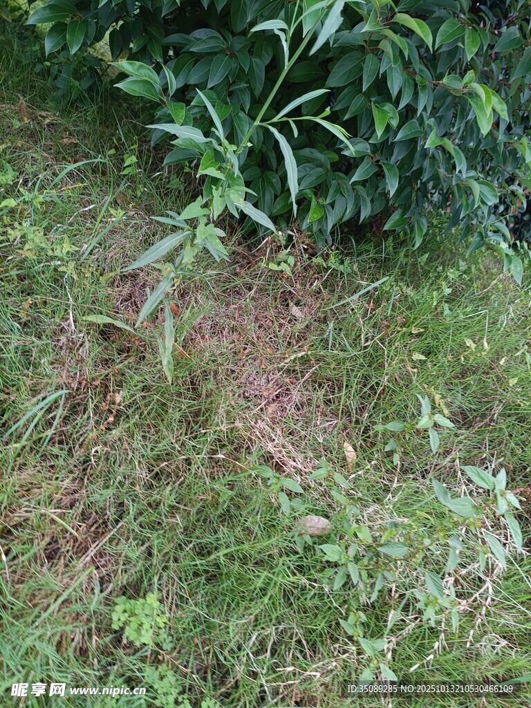 草地与绿植的自然景象