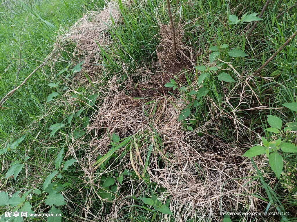 草丛中的干草堆