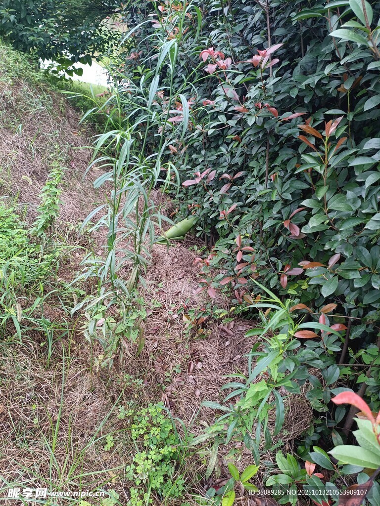 野外繁茂的绿植景象