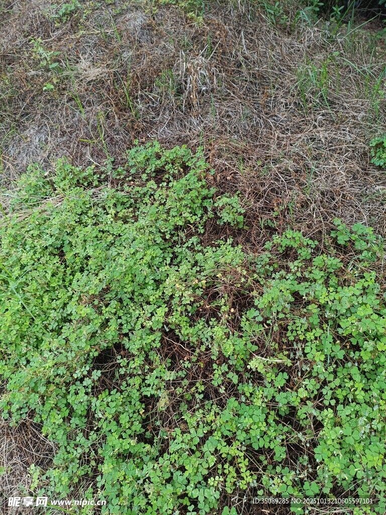 地面上的嫩绿植物