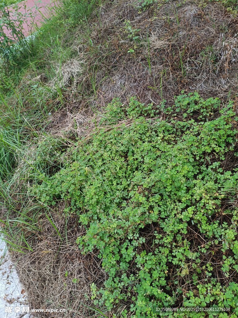 山坡上的翠绿藤蔓植物