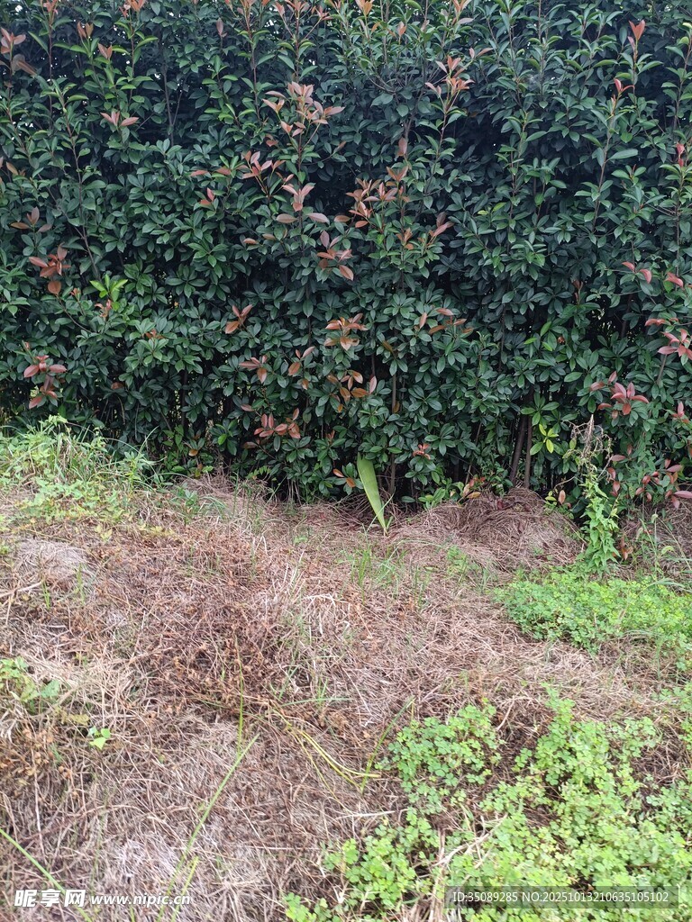 户外绿植与地面景象