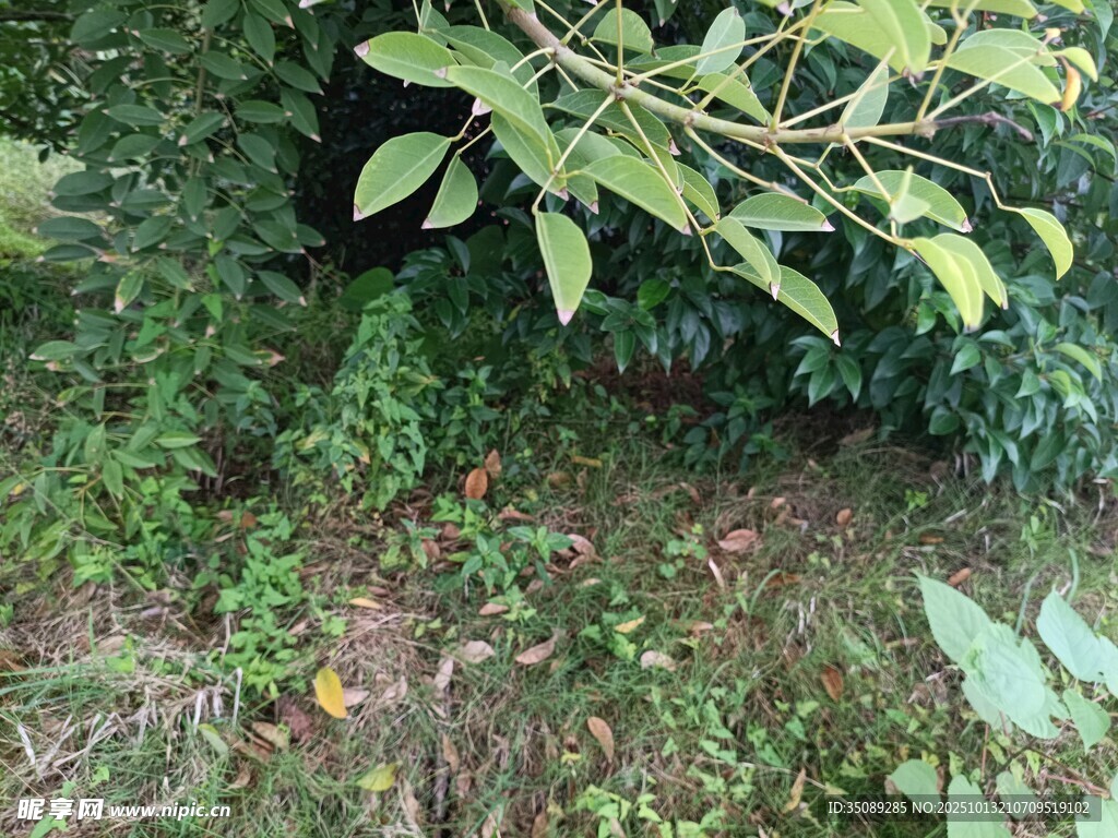 繁茂绿植展现自然生机