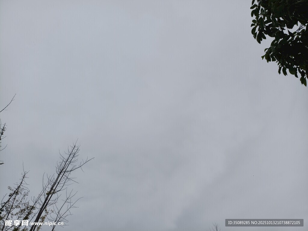 阴天景象树梢与灰蒙天空