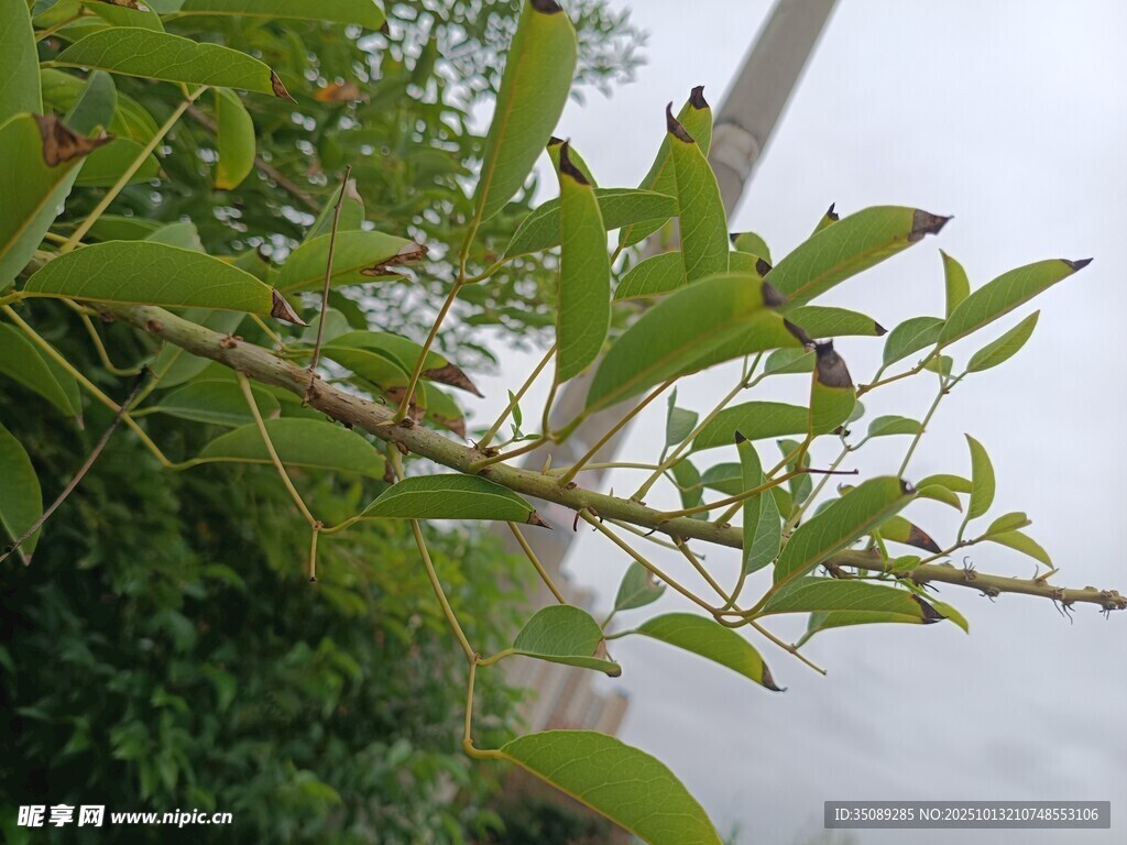 绿叶繁茂的枝头景色
