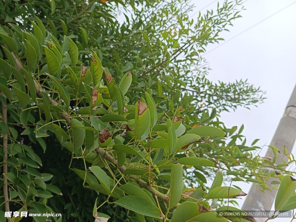绿叶繁茂的植物景象