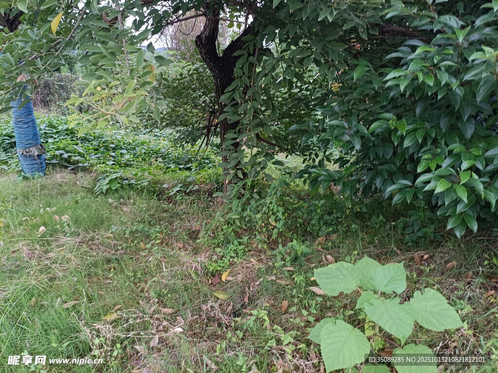 户外绿植繁茂的自然角落