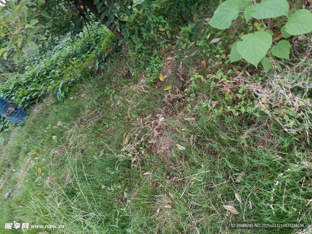 户外草地绿植景象