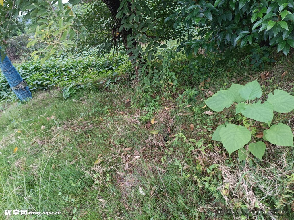 户外草地树木自然景象