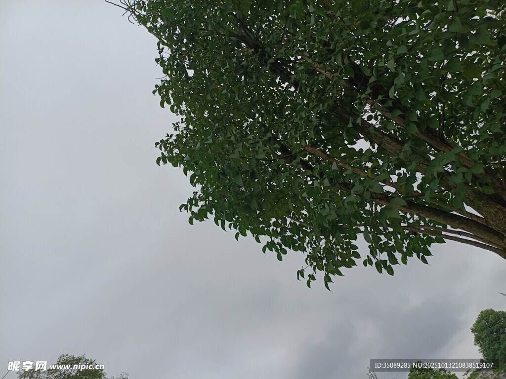 仰视绿树与朦胧天空
