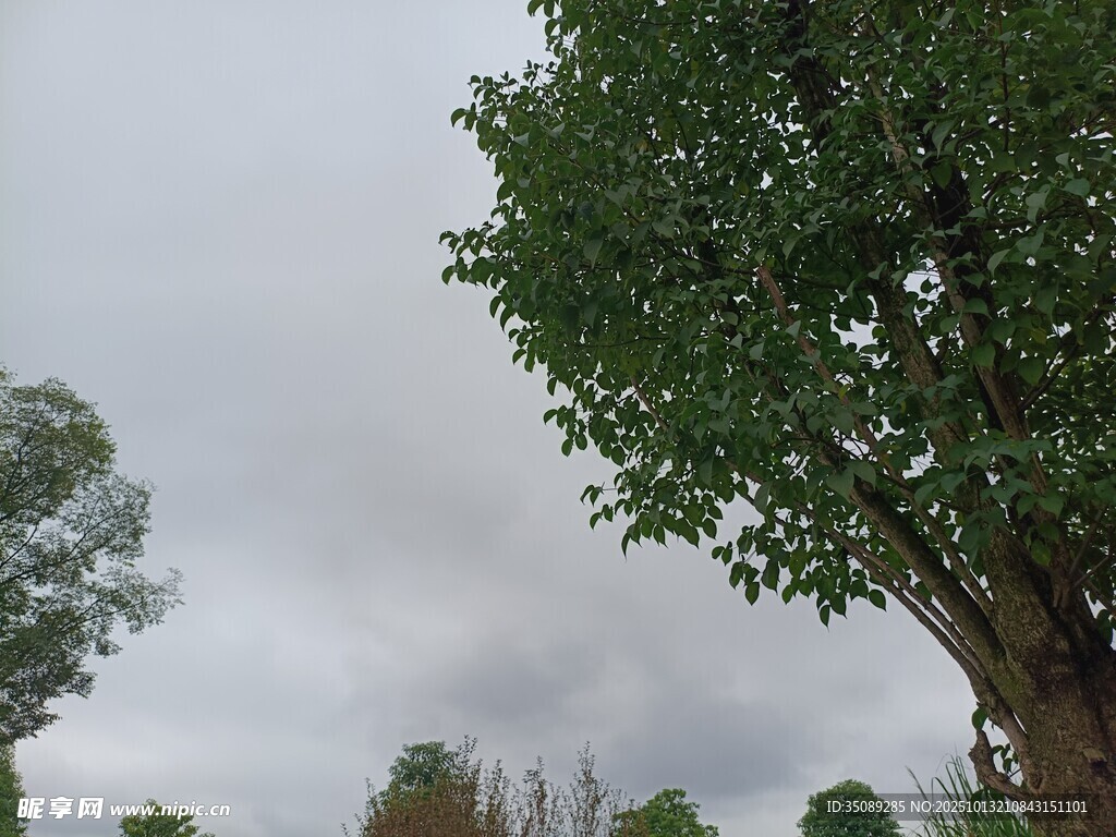 阴天里的葱郁大树