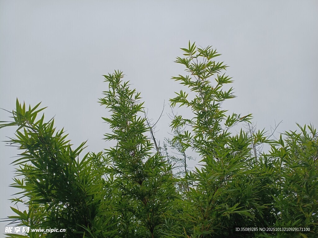 翠绿植物展现自然生机
