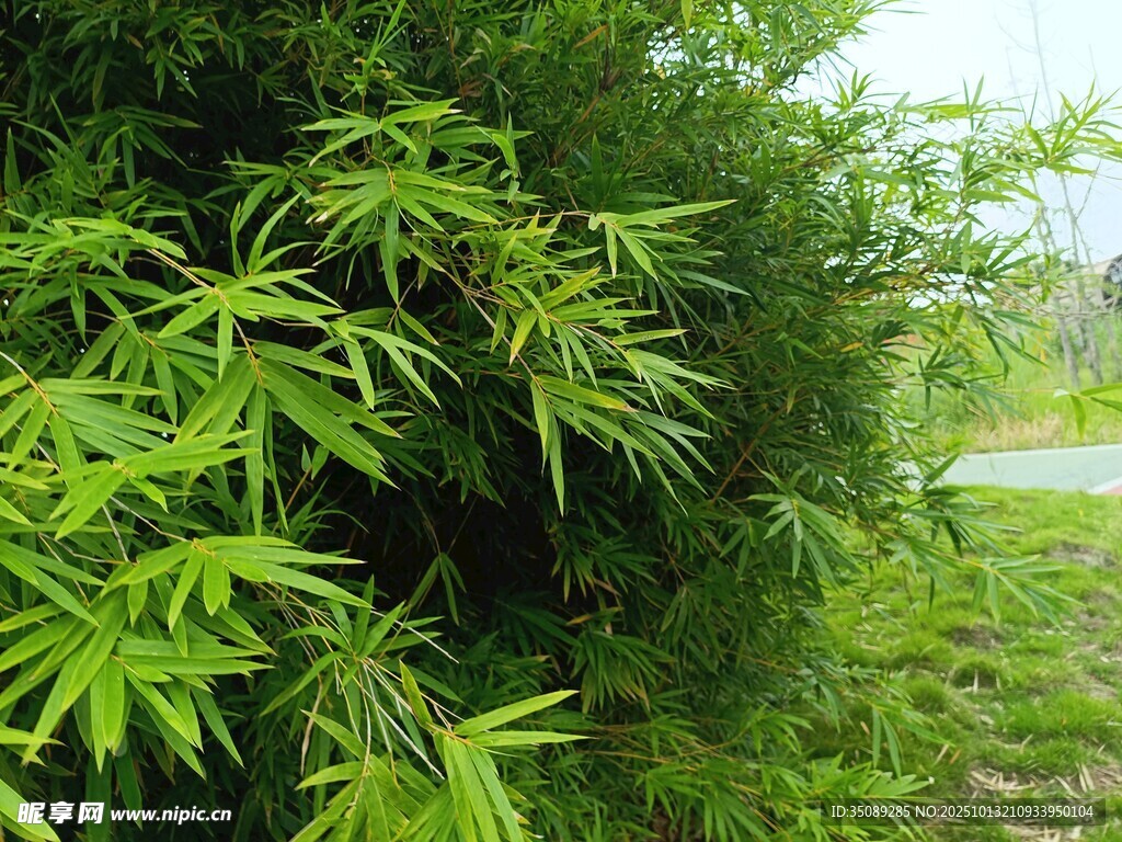 翠绿竹林尽显自然清新