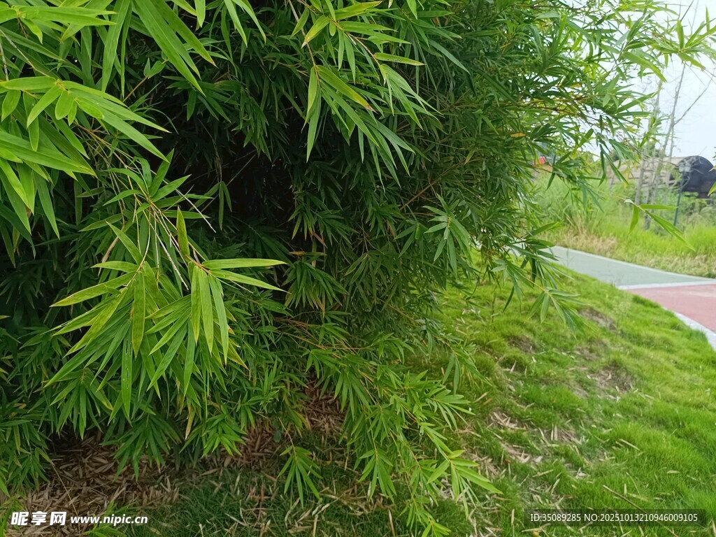 路边翠绿竹林景致