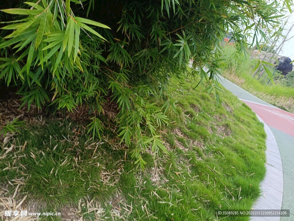 小径旁的翠绿竹林景观