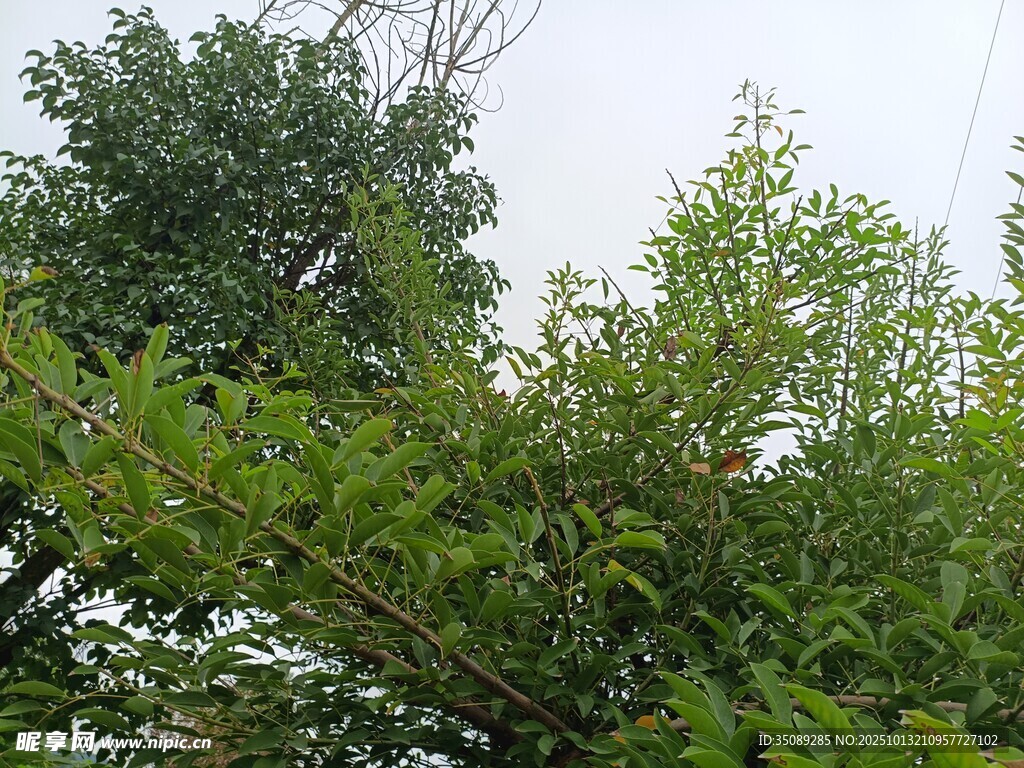 绿意盎然的繁茂树木