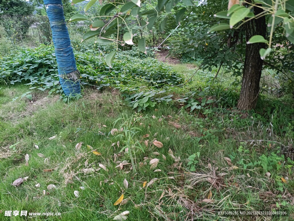 户外绿意盎然的树林一角
