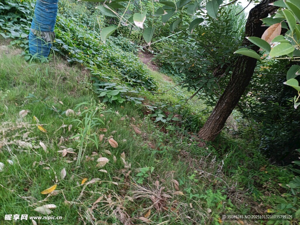 野外草木丛生的自然景象