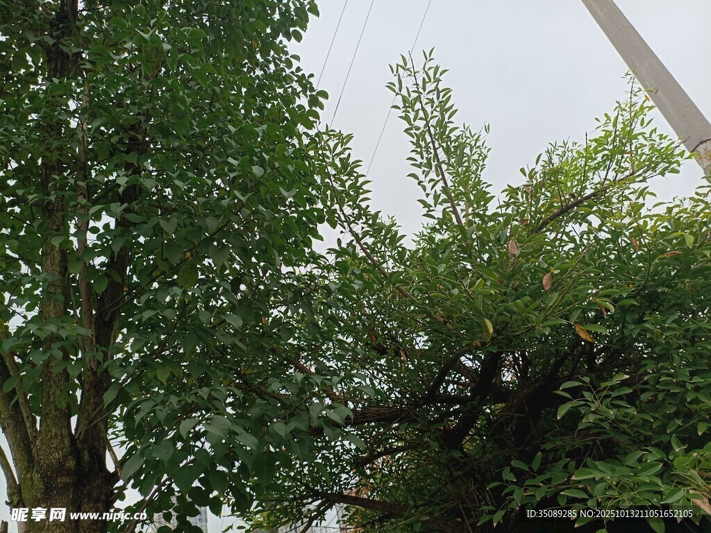 绿树成荫的户外景致