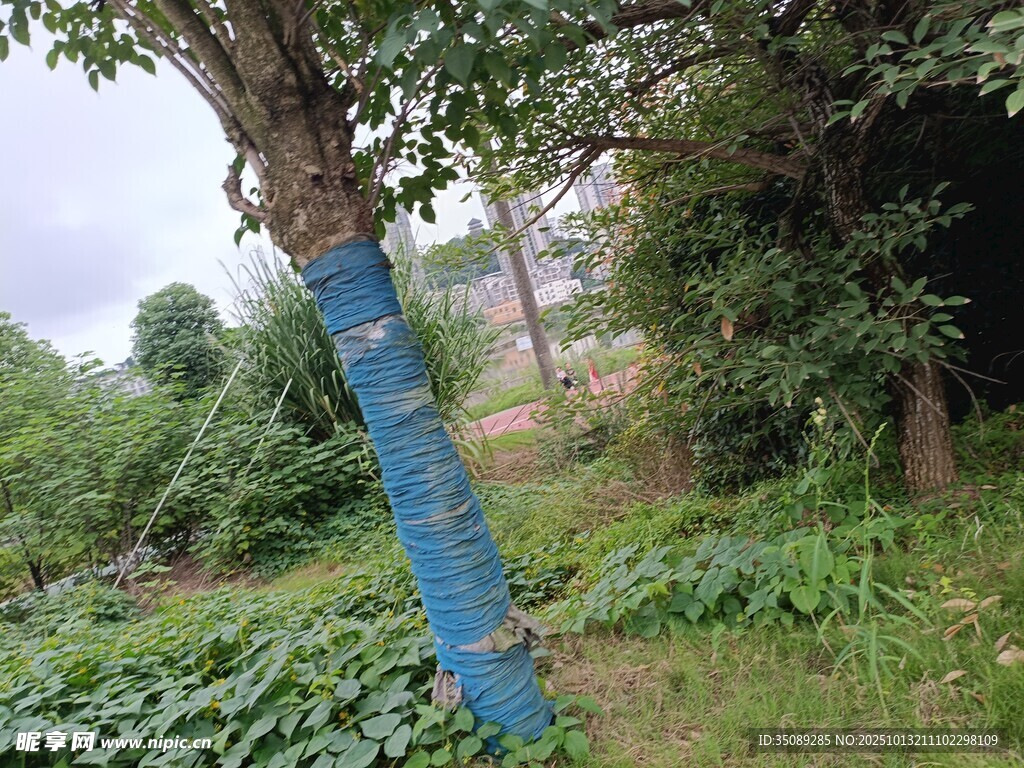蓝漆树干立于绿植间