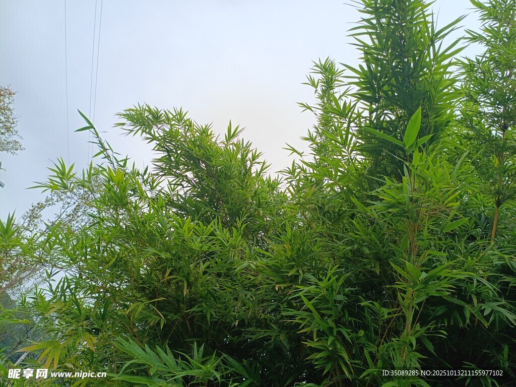 翠绿竹林清新自然景致