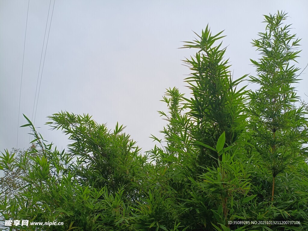 挺拔绿植展现自然生机