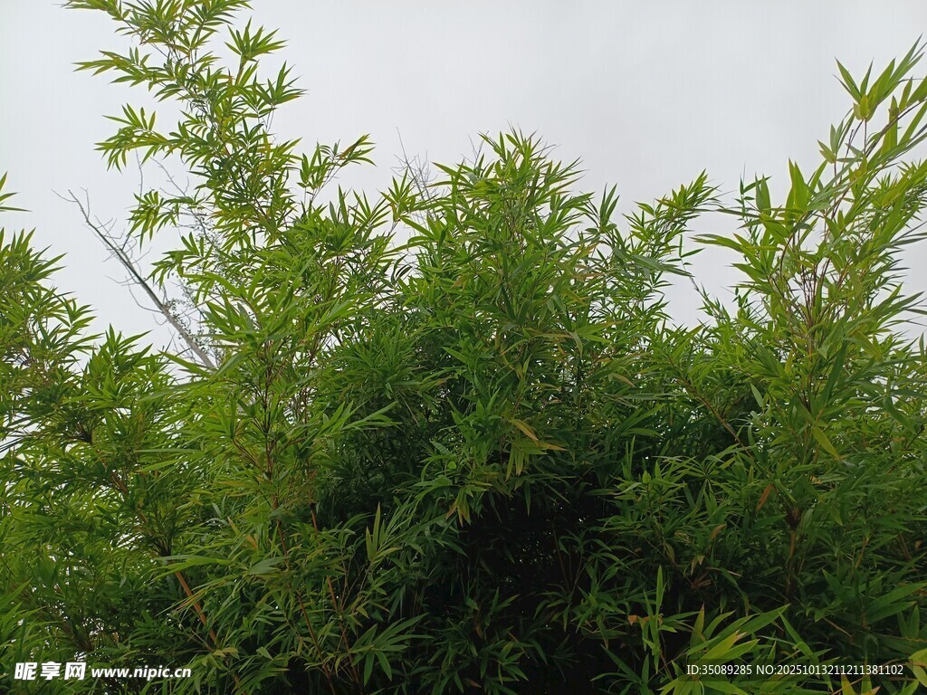 茂密绿植展现自然生机