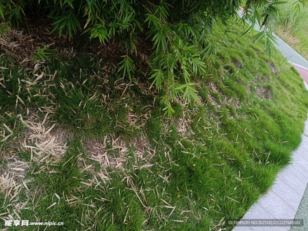 路边绿意盎然的草地