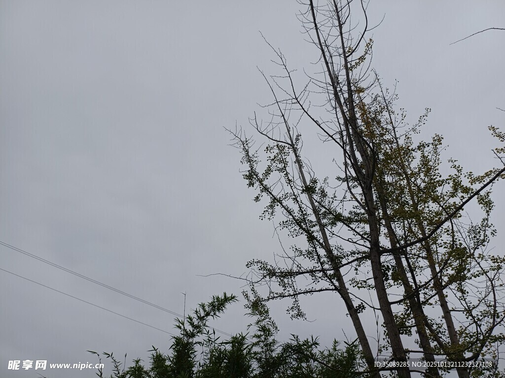 枯树挺立在灰白天空下