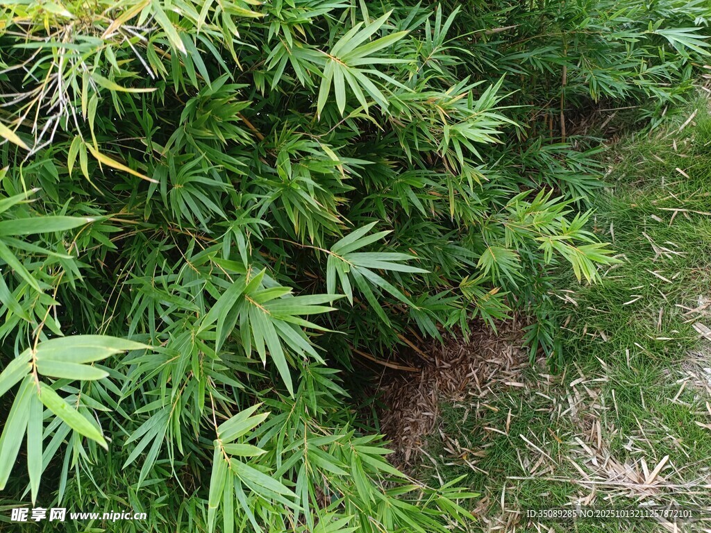 翠绿竹叶丛