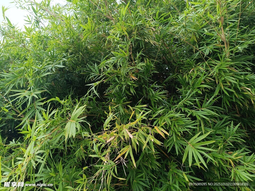 茂密翠绿的竹林景观