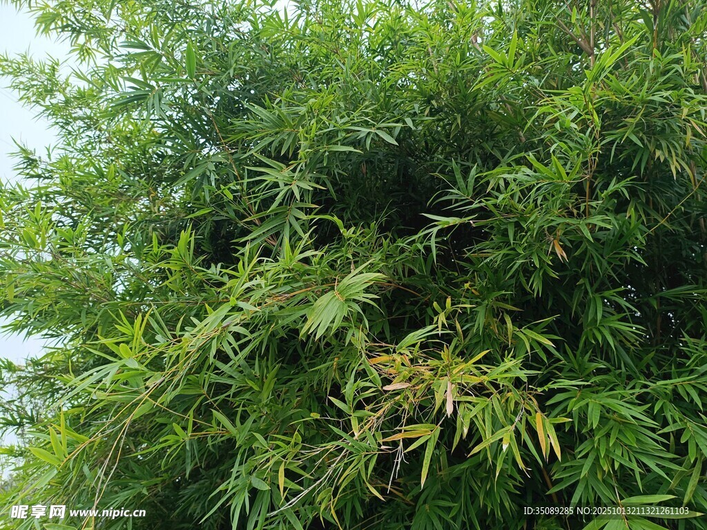 翠绿竹林景观