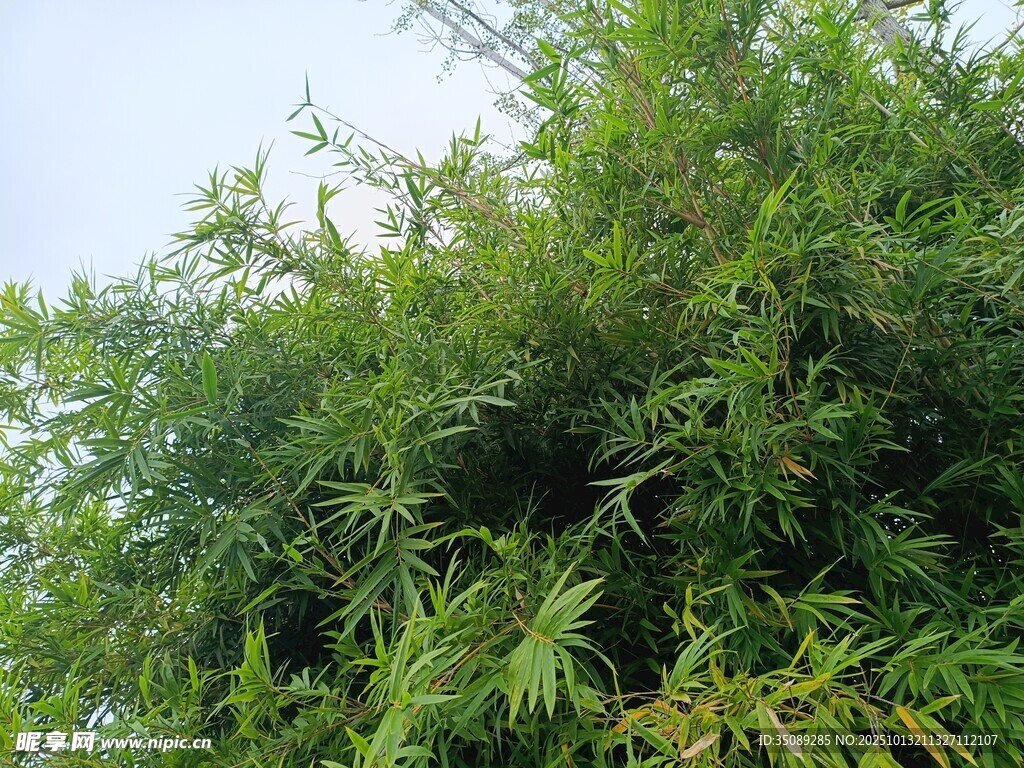 翠绿竹林景致