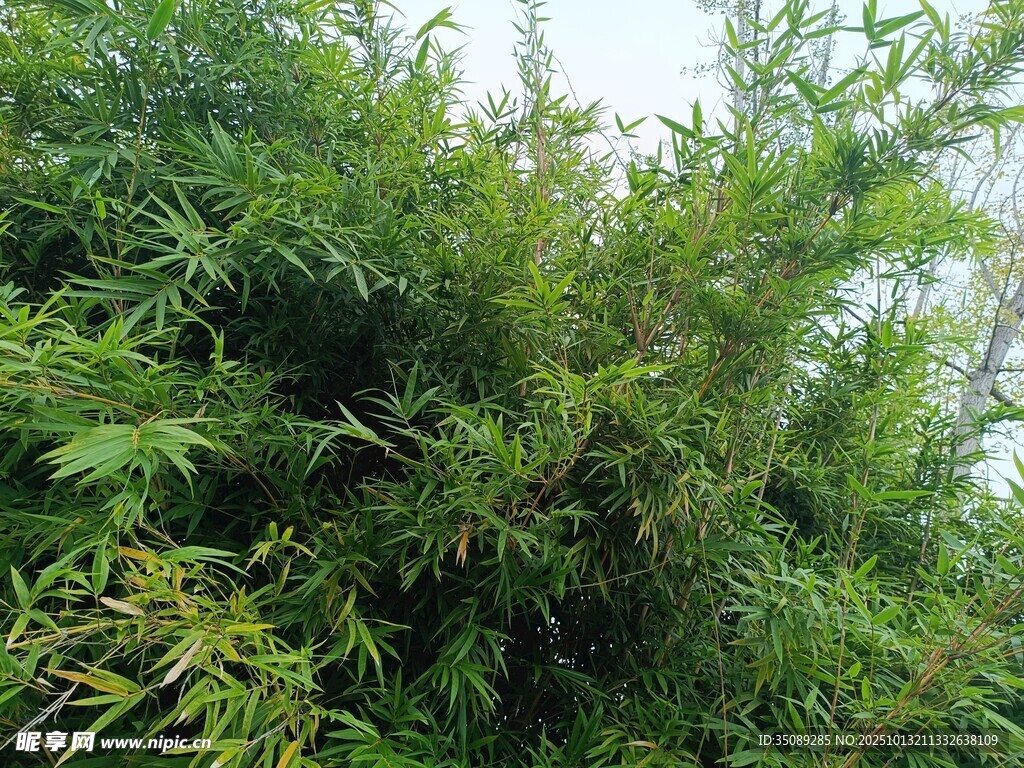 翠绿竹林景观