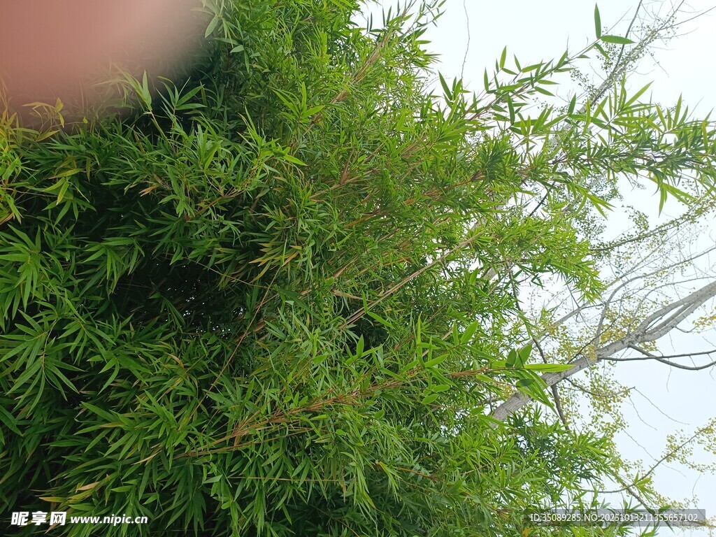 翠绿枝叶特写