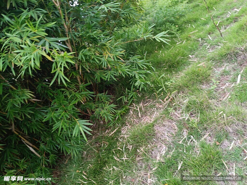 野外绿植景象