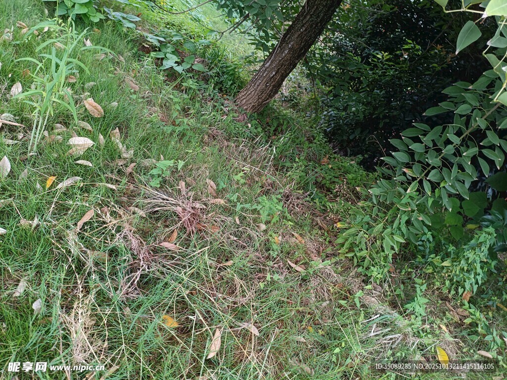 野外草地中的树木与植被