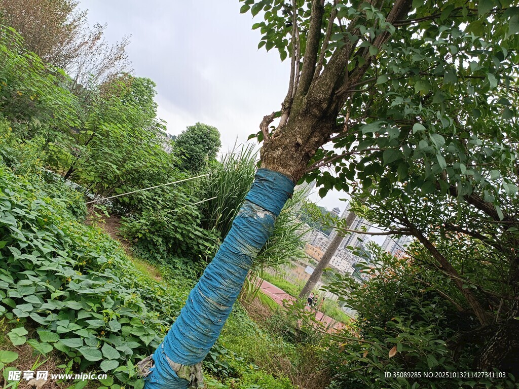 蓝色护树装置的绿意场景