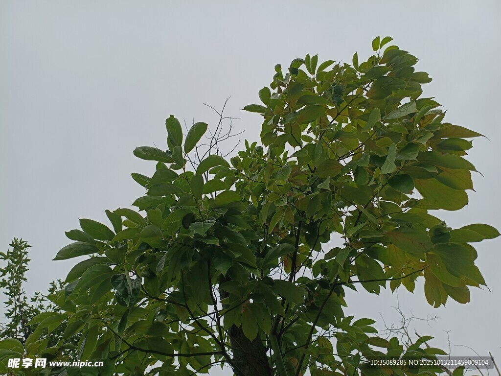 绿叶繁茂的树木