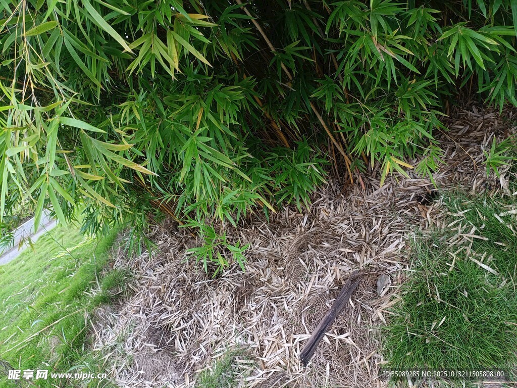 竹林下的泥土与绿植