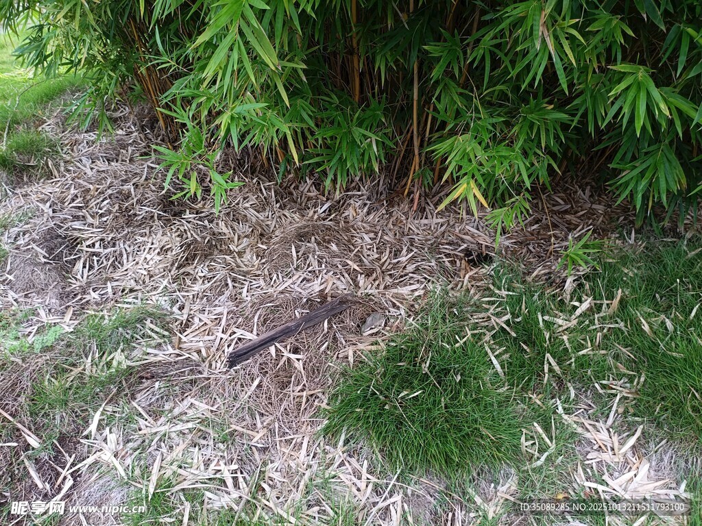 地面绿植旁的黑色小物件